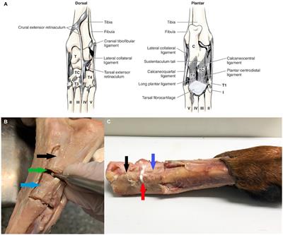 Canine ex vivo tarsal arthrodesis: fixation by using a new bone tissue glue